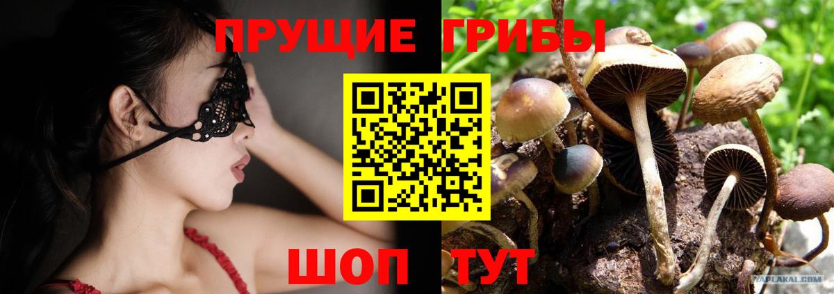 Псилоцибиновые грибы Psilocybine cubensis Майский